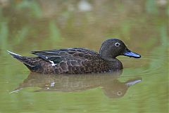 Brown Teal